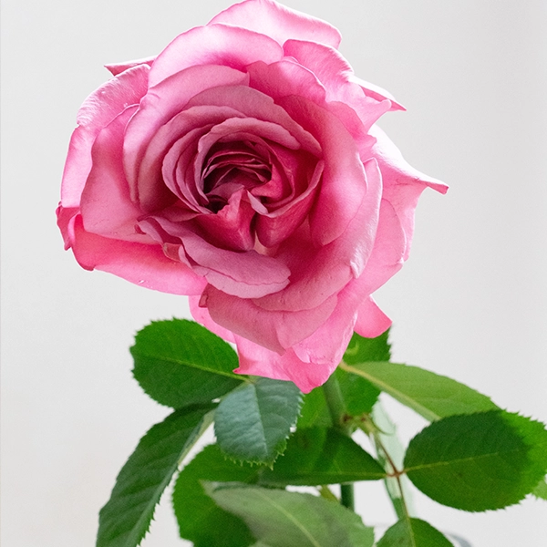 品種名COMING SOON